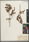 Foto von Salix myrtilloides L.